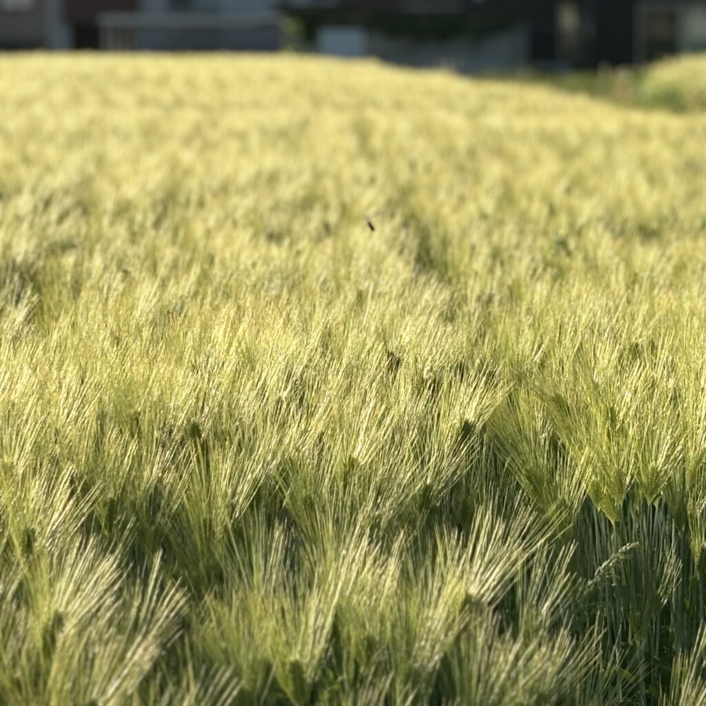 風に揺れる麦畑、やわらかい光の中で
