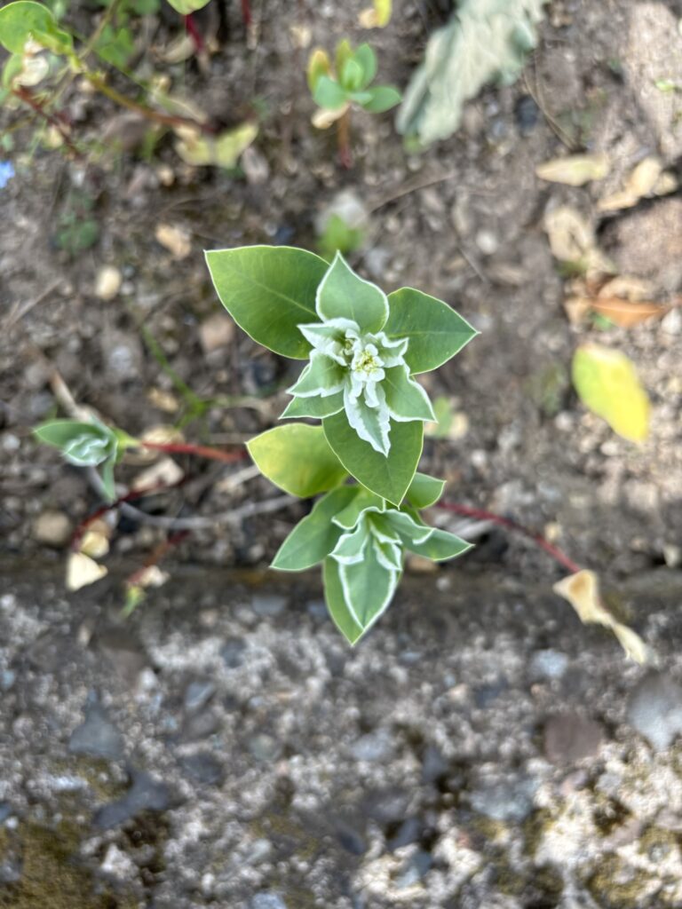 石の隙間から伸びる小さな芽