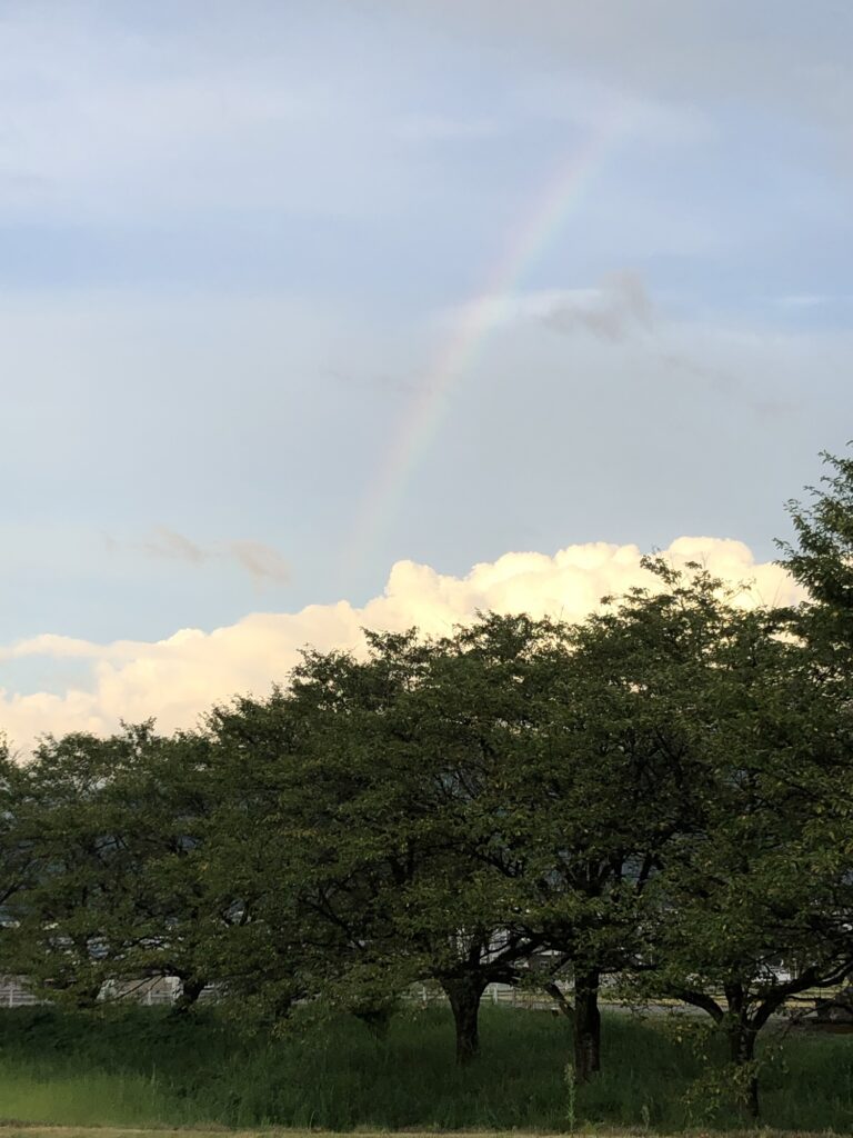夕方の空にうっすらと虹がかかる、木々のある風景