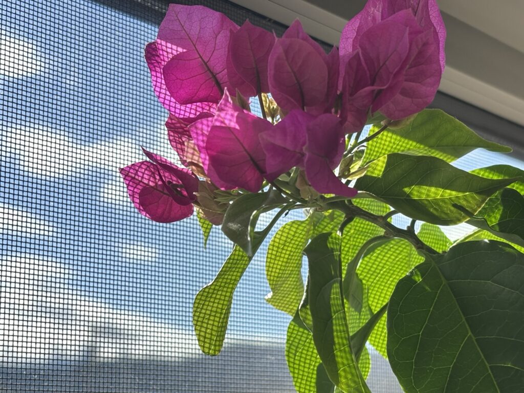 冬の窓辺で光に透けるブーゲンビリアの花