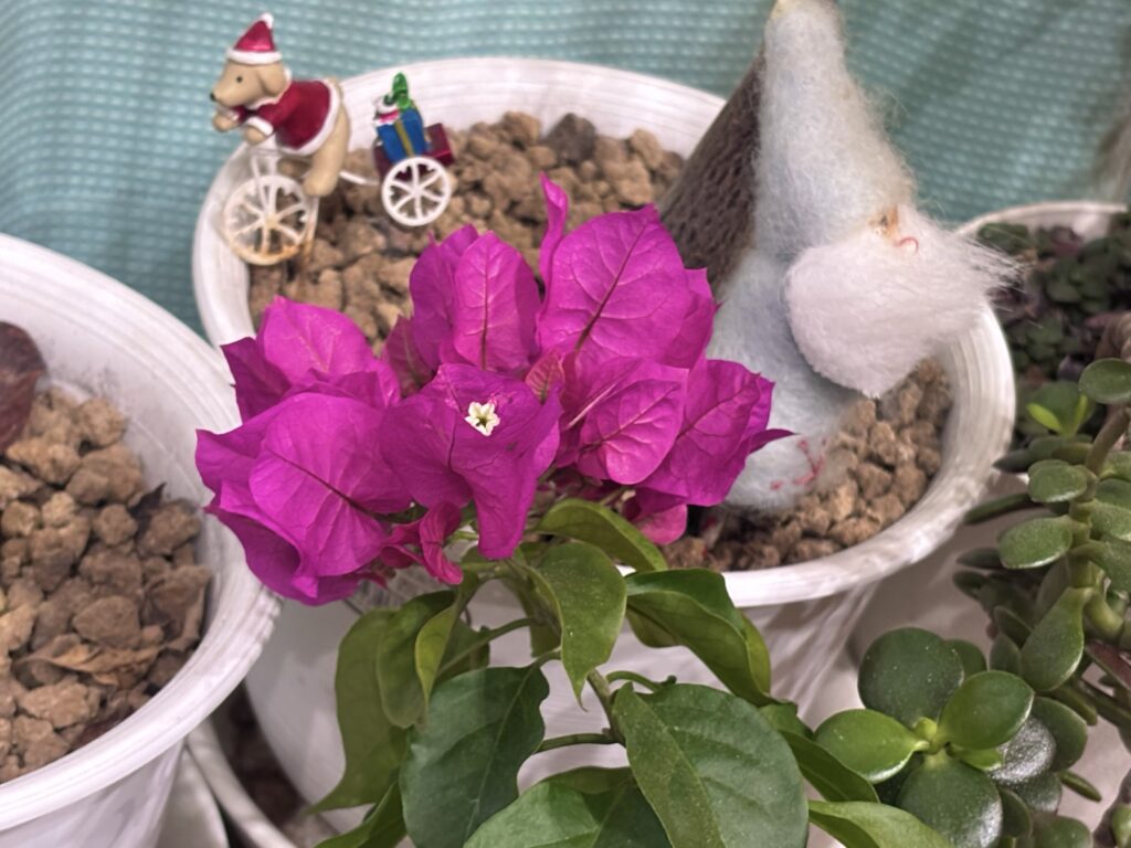 冬の室内で咲いたブーゲンビリアと小さな飾り