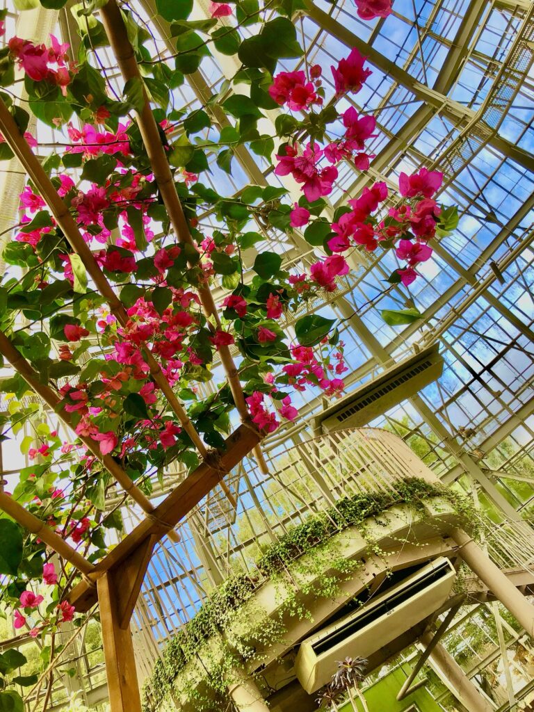 温室いっぱいに広がるブーゲンビリアの花