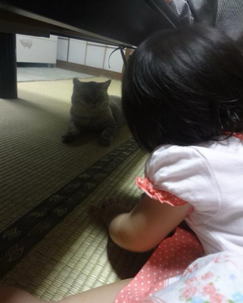 畳の上でミルと向かい合い、少し距離を保ちながら見つめ合う子どもの様子