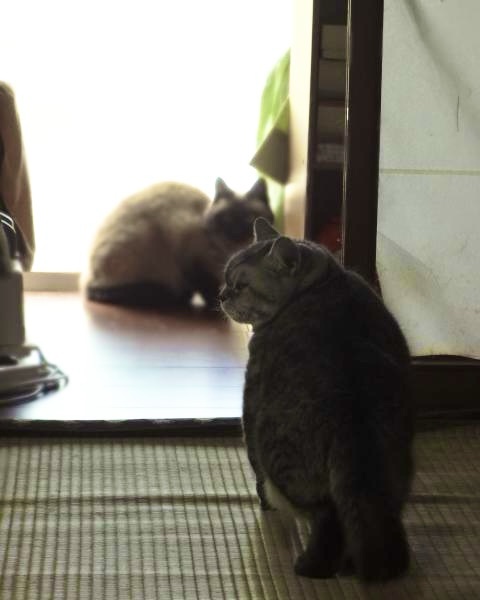 「畳とフローリングの上にいる二匹の猫。手前と奥でくつろぐ様子