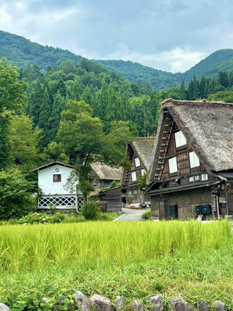 白川郷の合掌造りの家並みと青い山、手前に広がる緑の田んぼ
