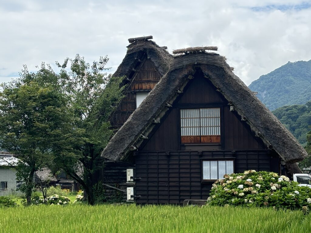 白川郷の合掌造りの家と緑の田んぼ、夏のやわらかな曇り空