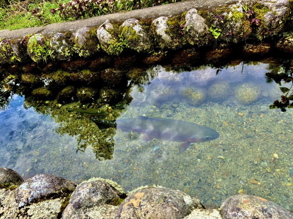 白川郷の澄んだ水路を泳ぐ魚と、水面に映る景色