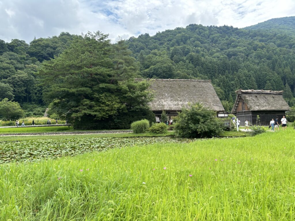 緑の草地と蓮の葉、その奥に広がる白川郷の合掌造りの風景