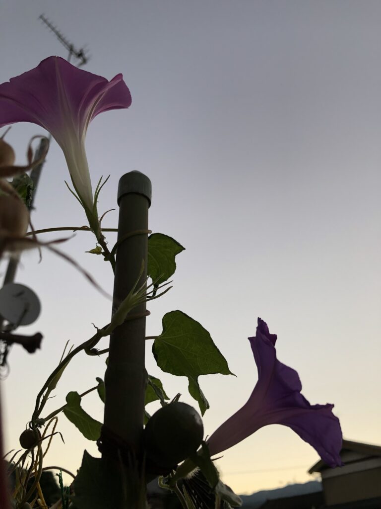 「やわらかい光の中で咲く紫の朝顔