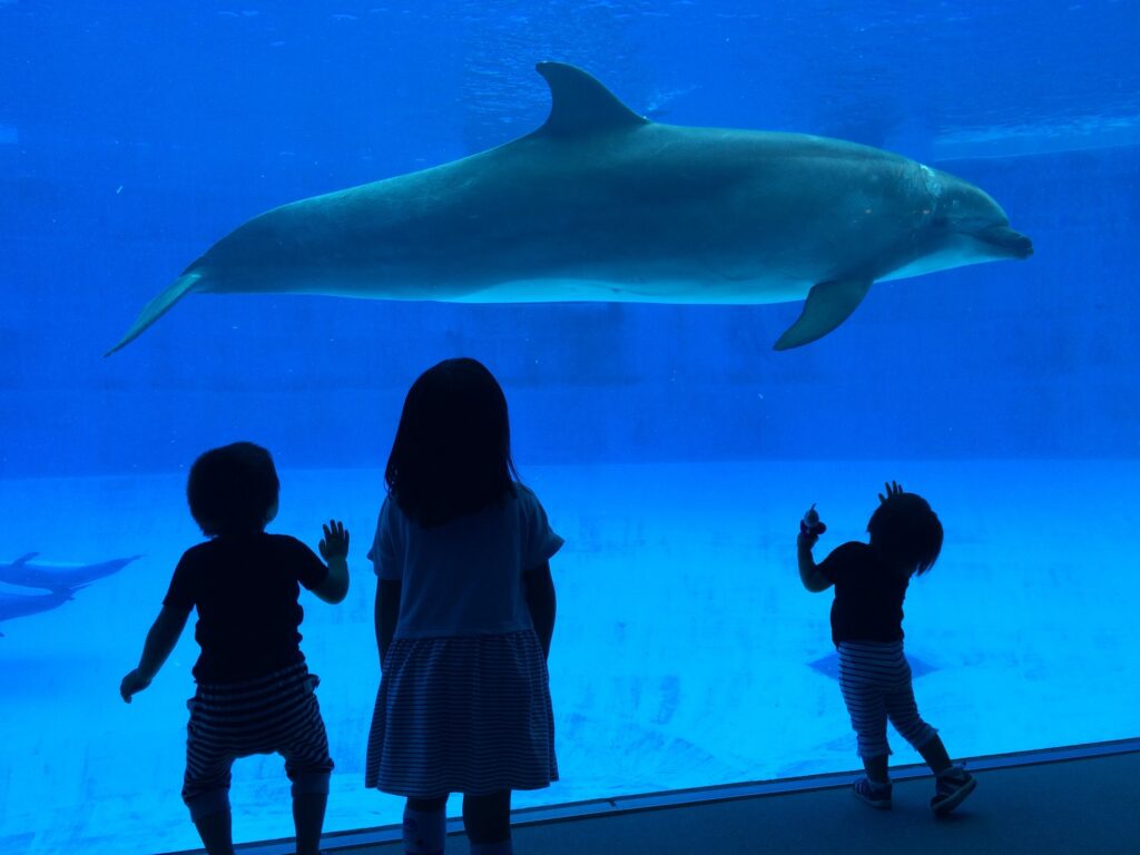 名古屋港水族館の大水槽でイルカを見上げる子どもたち