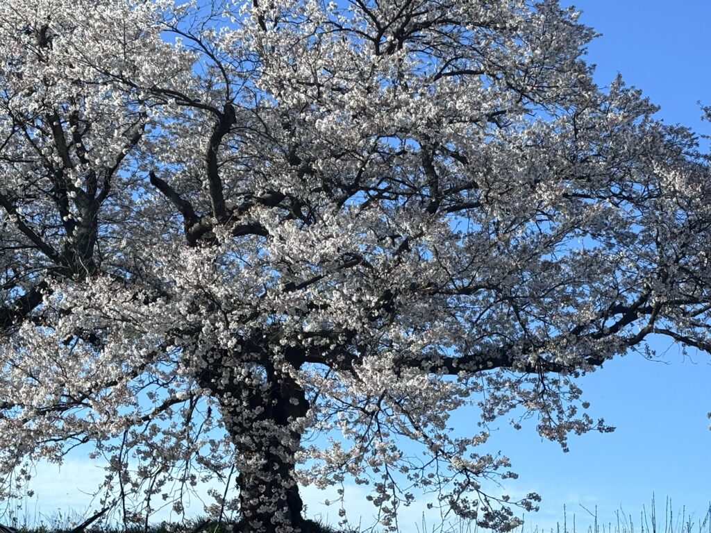 青空の下で枝を大きく広げて咲く桜