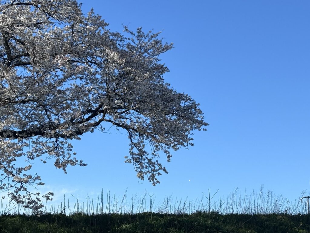 満開に近い桜の木と澄んだ青空